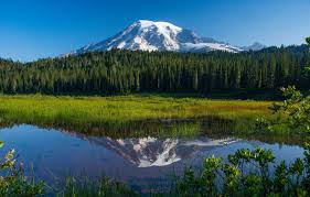 Wallpaper Forest Lake Reflection Mountain Mount Rainier National Park National Park Mount Rainier Mount Rainier Washington State Reflection Lake Washington Mount Rainier Images For Desktop Section Pejzazhi Download Search free mount rainier wallpapers on zedge and personalize your phone to suit you. wallpaper forest lake reflection