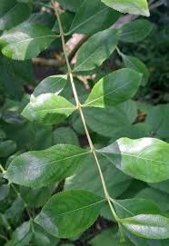 Image result for Catha edulis