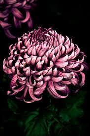 Japanese Poem By Matsuo Basho 1644 1694 As They Begin To Rise Again Chrysanthemums Faintly Smell After Th Chrysanthemum Japanese Flowers Pretty Flowers