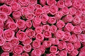 Hot Pink Rose Background By Michael Ledray Pink Roses Background Flower Wallpaper Hot Pink Roses