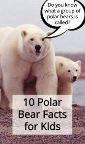 10 Polar Bear Facts For Kids Polar Bear Facts Bear Facts For Kids Polar Bear
