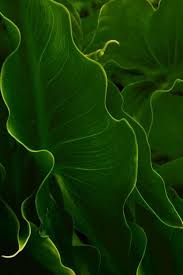 Petit Cabinet De Curiosites Green Nature Elephant Ear Plant Plants