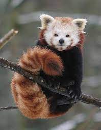 Dark Roasted Blend Rare Red Panda Or Rare Animals Cute Animals Animals Beautiful
