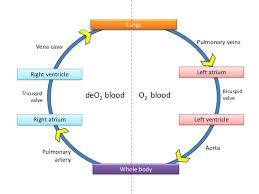 Pulmonary And Systemic Circulation Flow Chart
