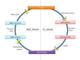 pulmonary and systemic circulation flow chart