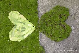 Grune Herzen Aus Moos Landart Warmup Fur Den Workshop Im Oktober Mit Den Naturfreunden Hof Fotografie Grun Fotografie Ideen