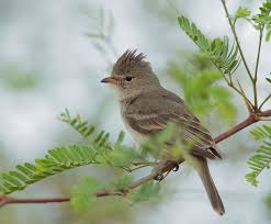 Birds Of Southern Arizona Northernbeardlesstyrannuletp Bird Photo Passerine Bird Bird