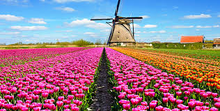 E nel 1500 è stato un ambasciatore. Haarlem Olanda Tra Profumi E Colori Dei Tulipani