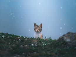 Choose from hundreds of free cat wallpapers. Cat Wallpapers Free Hd Download 500 Hq Unsplash