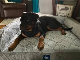 Sleep refreshes us and helps us feel and perform better throughout our busy days. Perfect Sleeper Camel Back Couch Pet Bed 40 X 28 In Brown By Serta Walmart Com Walmart Com