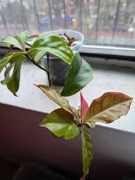 Image result for Pereskia aculeata