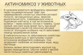 Chem Lechit Bolyachki Shishki Opuholi Na Vymeni U Korovy