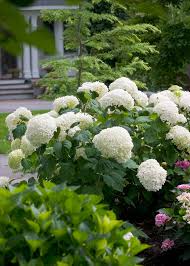 Creamy white flowers in late summer. Find Plants Page 69 Wholesale Nursery Supplies Plant Growers In Oregon Nursery Guide