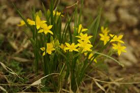Image result for Hypoxis urceolata