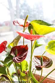 Ace Of Hearts Anthurium Plant Care Guide Anthurium Plant Plant Care Houseplant Plants