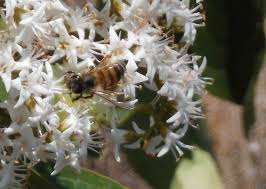 Image result for Ehretia cymosa