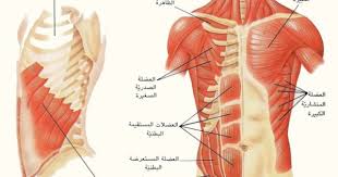 pin on أسماء أجزاء جسم الإنسان