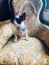 1 kedi 1 kopek hayvan bilgilendirme ve sahiplendirme ilanlari kopek bulldog hayvan