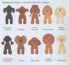 Huxtable The Poodle Toy Poodle Blog Parti Poodle