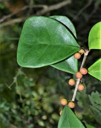 Image result for Cadaba natalensis