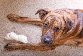 Why Do Some Dogs Scratch And Tear Up Carpets Pets4homes
