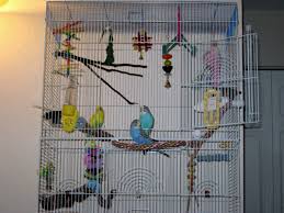 Bird Bath For Budgie Cage Cage Set Up For Budgies Part 1 Choosing A Cage And Perches Budgie Cage Budgies Parakeet Cage