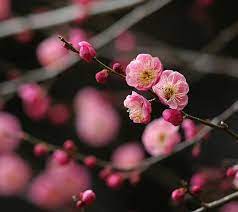 Japanese Plum Red Flower Spring Flowers Wallpaper Flowers Beautiful Flowers