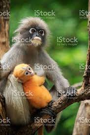 Motherhood Of Dusky Leaf Monkey Dusky Langur In Southern Of Thailand Royalty Free Stock Photo Cute Animals Animals Beautiful Nature Animals