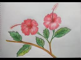 Sketch the applicable shapes of the interconnected floppy petals attached on it. Haw To Draw Hibiscus Flower For Beginners Very Easy Youtube Flower Drawing Hibiscus Flower Drawing Drawings