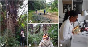 Image result for Eremospatha cuspidata