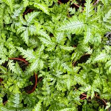 Image result for Pteris microlepis