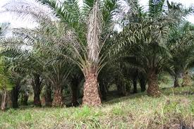 Credit ratings, research and analysis for the global capital markets. Oil Palm
