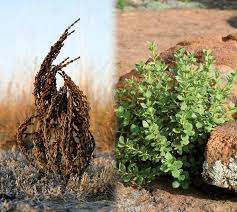 Image result for Myrothamnus