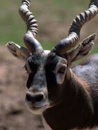 List african animals with horns. 8 Horns Ideas Animals Wild Horns Animals