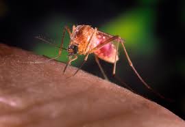 West nile virus can elevate the white blood cell count in the fluid, which indicates an infection. Can West Nile Virus Keep Making You Sick