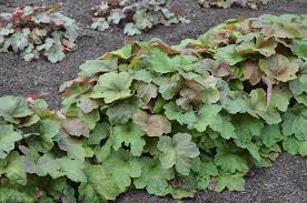 Image result for Heuchera `Swirling Fantasy`