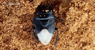 Image result for Cyperus aterrimus