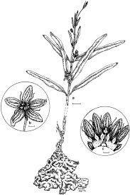 Image result for Raphionacme lanceolata