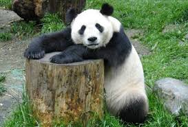 Buyuk Panda Hayatta Kalanlarin Sayisi 2000 Den Daha Az Dogal Ortami Cin Burma Ve Vietnam Pandalar Panda Hayvanlar