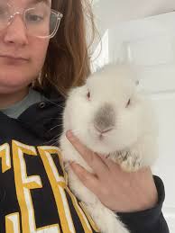 2 adults, 1 male NZ mix 1 female NZ white purebred, 6 youngsters from this  litter 4 male 2 female going