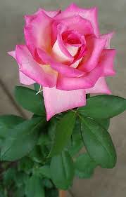 pin by angeles on flowers flowers galore beautiful roses beautiful pink flowers fragrant flowers