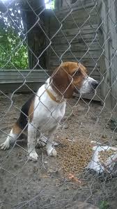 How To Train A Dog For Rabbit Hunting Rabbit Hunting Aggressive Dog Dog Training