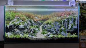 See more ideas about aquascape, planted aquarium, freshwater aquarium. Part2 Planting Hardscape Brazilian Style Youtube