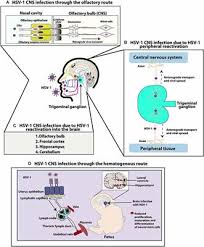 Frontiers Herpes Simplex Virus Type 1 Infection Of The Central Nervous System Insights Into Proposed Interrelationships With Neurodegenerative Disorders Cellular Neuroscience