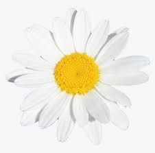 We did not find results for: Flower Flowers White Yellow Daisy Marguerite Daisy Transparent Png 769x728 Free Download On Nicepng