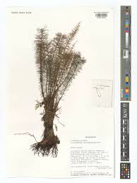 Image result for Abrodictyum rigidum