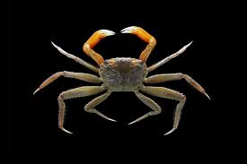 Image result for Pleiocarpa bicarpellata