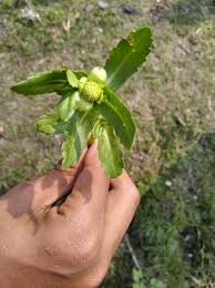 Image result for Enydra fluctuans