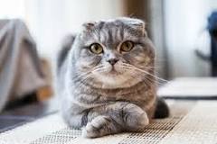 Breed of the Month - Scottish Fold - McLean Animal Hospital