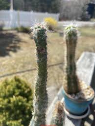 I was at my momma's house with my kids playin' in the back yard and one come up over this little hill about fifty yards from us. oh my gosh! Fungal Mold Growth On Cactus Causes Cures Identification Of Mold Species That Grow On Cactus Plants